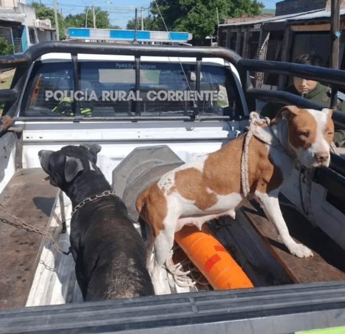 2324469-desarticularon-un-criadero-ilegal-de-pitbulls-en-corrientes-y-rescataron-seis-animales